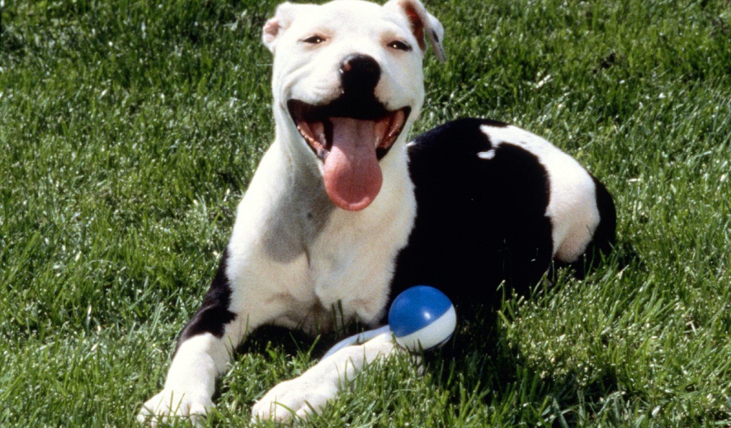 Довольная собака питбуль