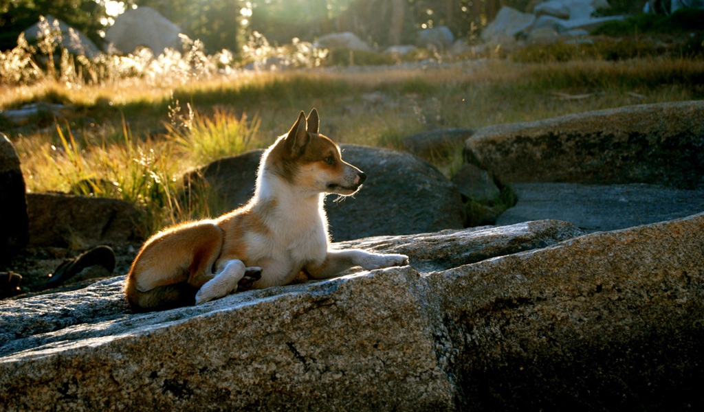 Гордый норвежский лундехунд
