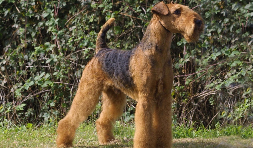 Гордый пес эрдельтерьер