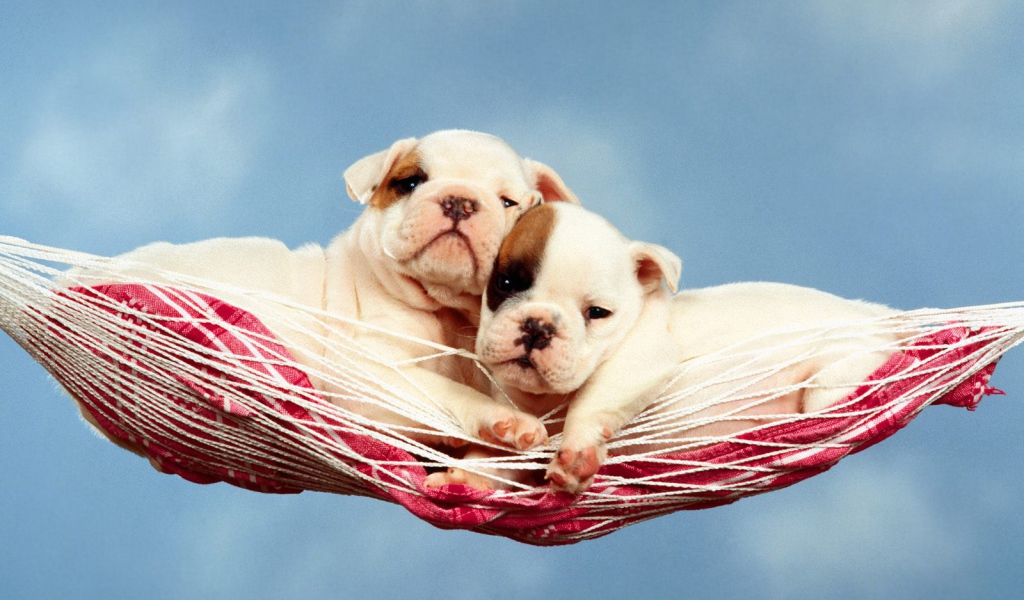 Щенки в гамаке