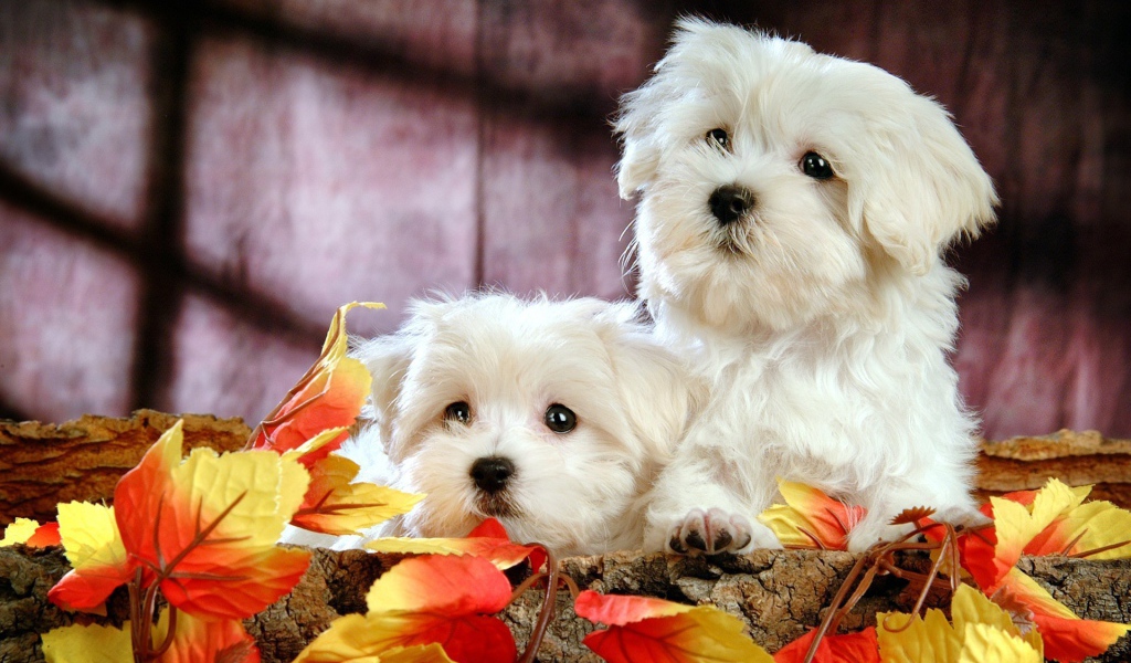 Щенки болонки среди листьев