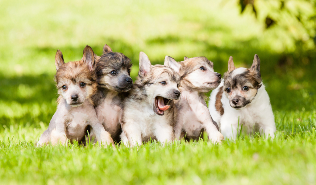 Щенки играют на траве