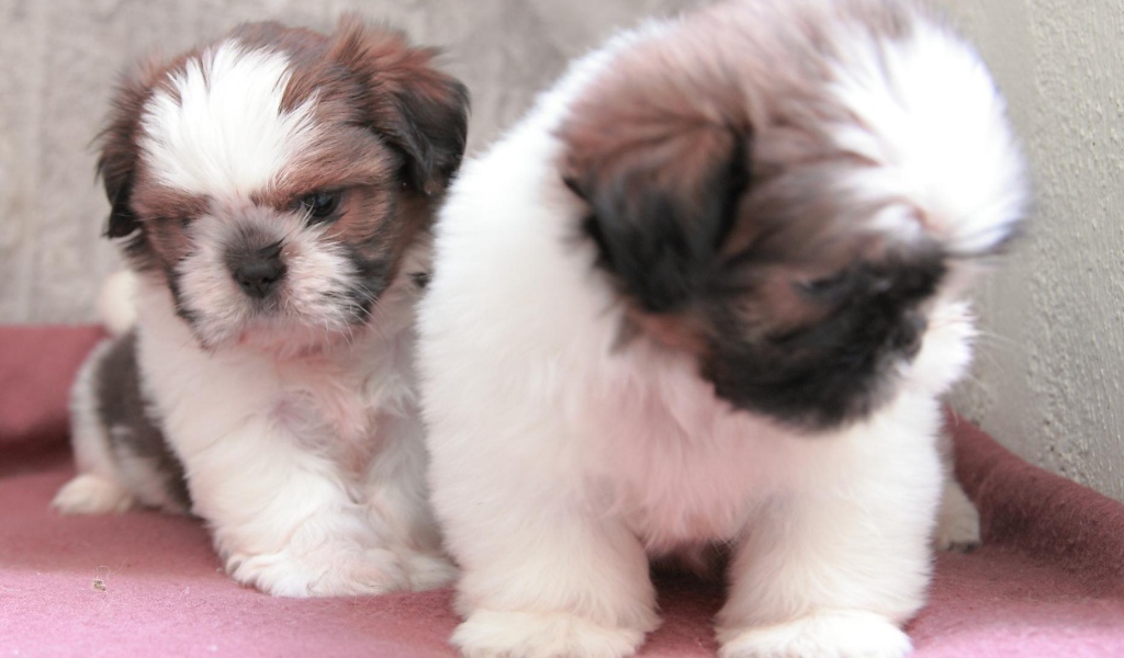 Щенки собаки шитцу