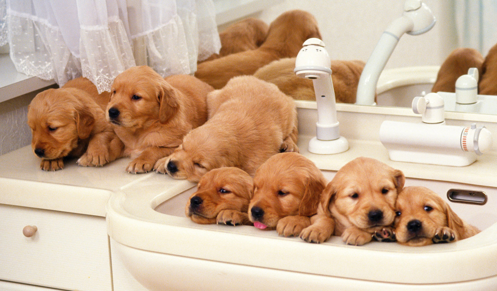 Щенки хотят купаться