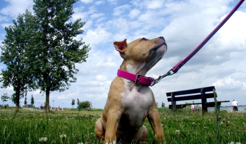 Щенок американского стаффордширского терьера на поводке