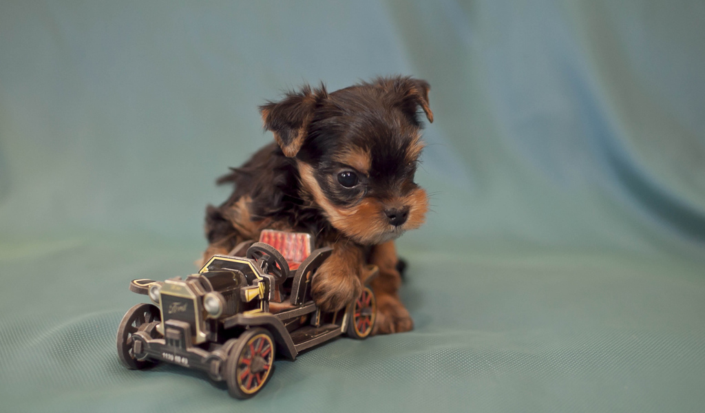 Щенок бивер йорк