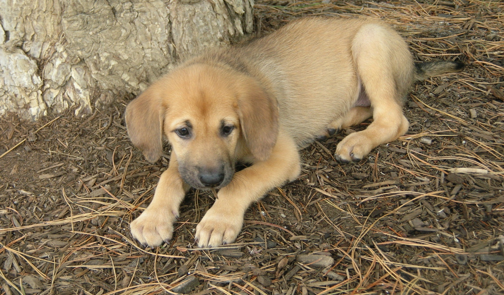 Щенок собаки чинук
