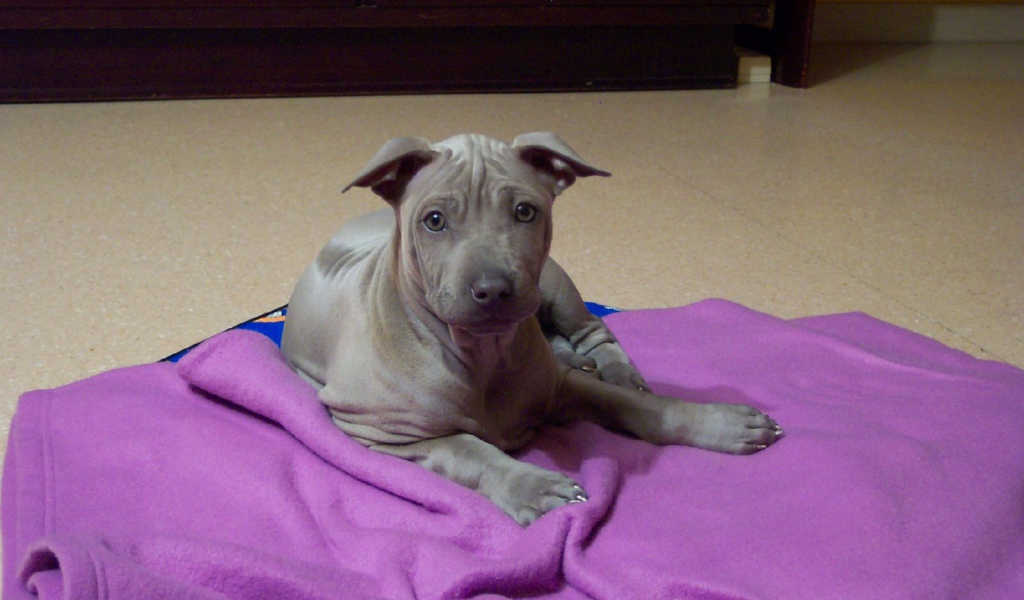 Щенок собаки тайский риджбек