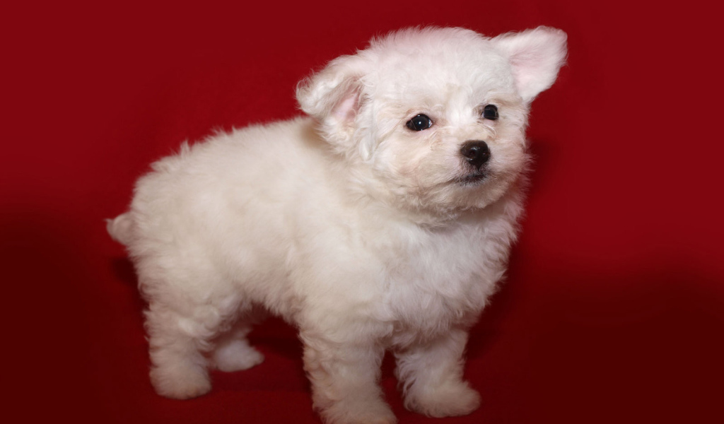 Щенок итальянской болонки