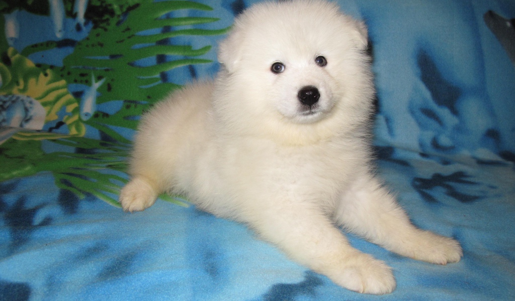 Щенок самоедской лайки