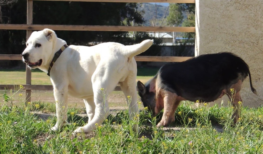 Щенок алабая у забора