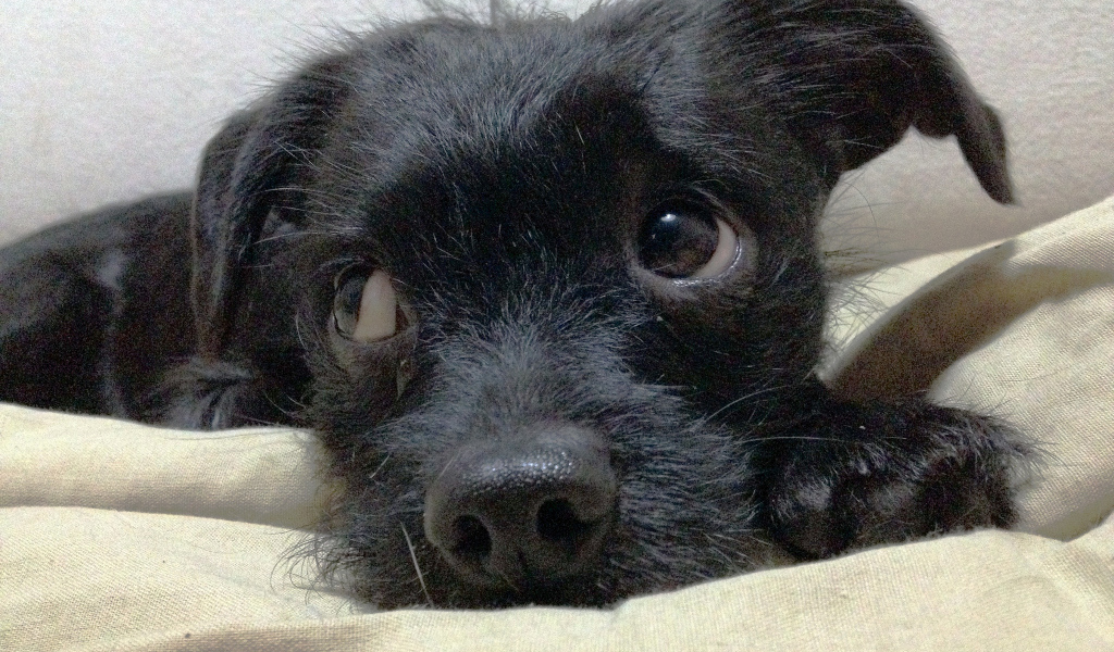 Щенок собаки аффенпинчер