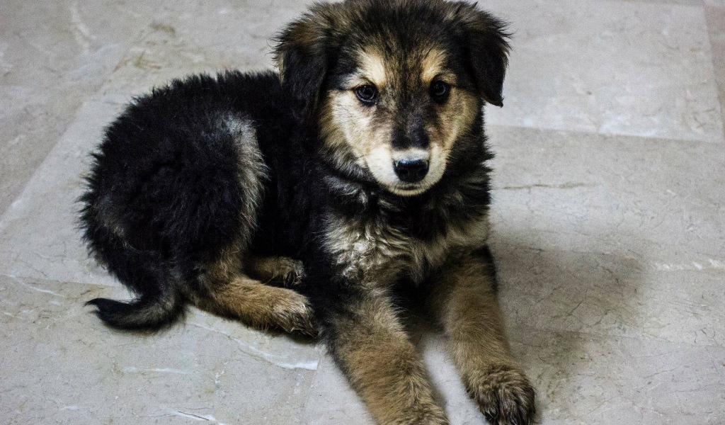 Щенок собаки муди