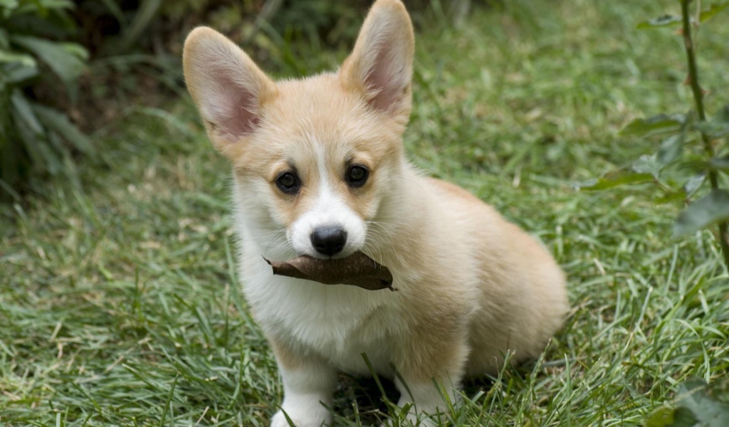 Щенок собаки вельш-корги