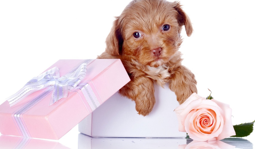 Щенок в коробке