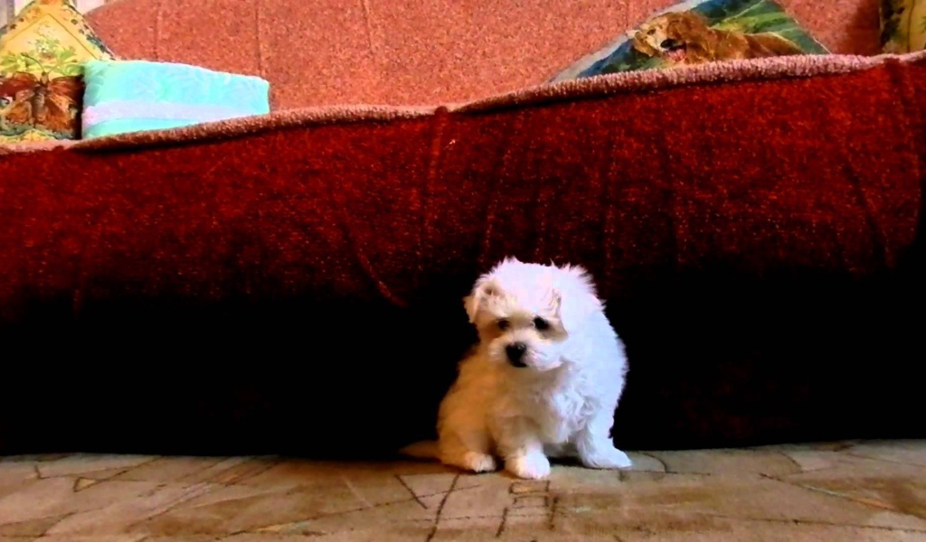 Щенок болонки под диваном