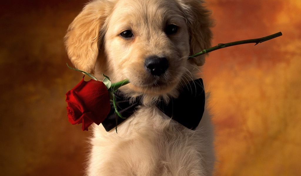 Любимый щенок