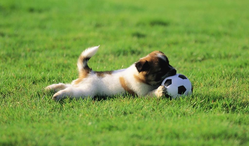 Щенок играет с мячом