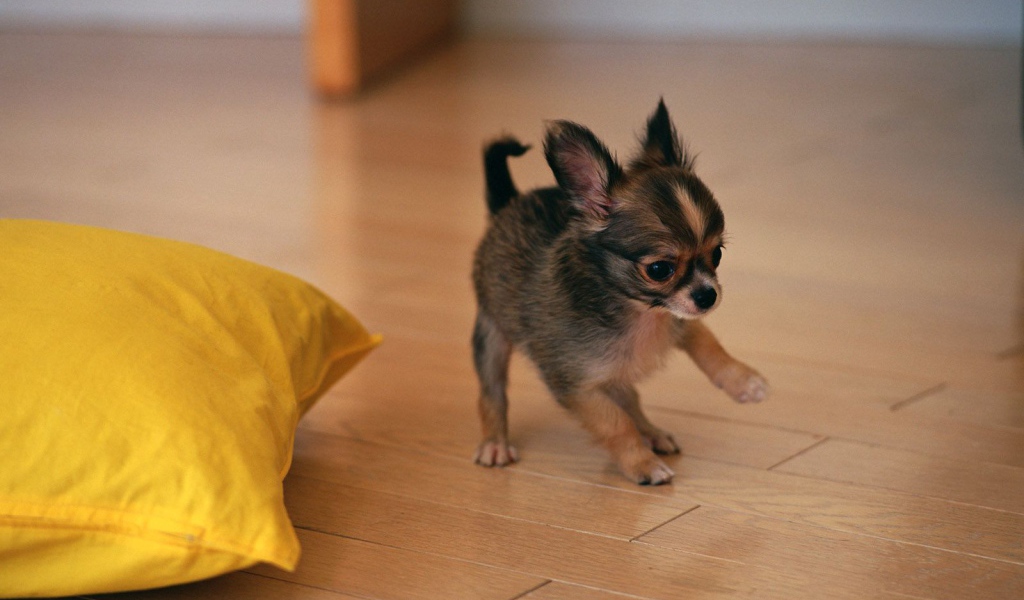 Щенок бегает по полу