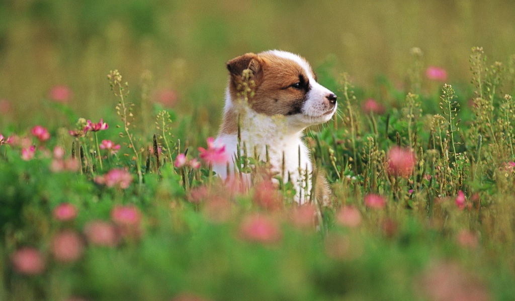 Щенок сидит в траве