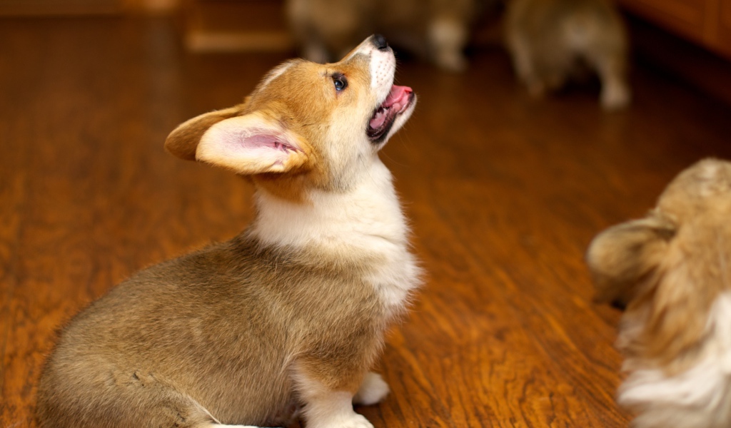 Щенок вельш-корги смотрит вверх