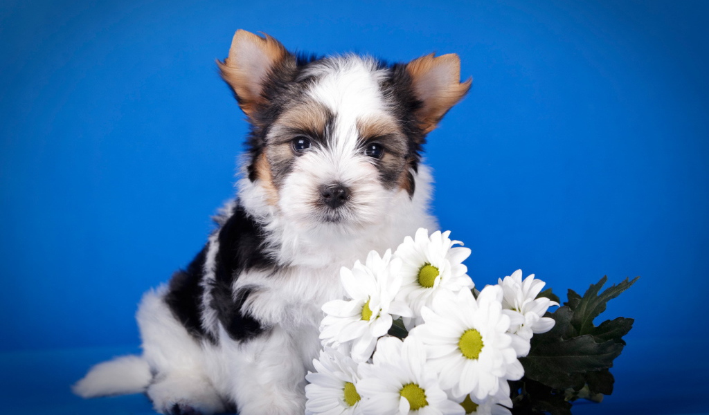 Щенок бивер йорк с букетом