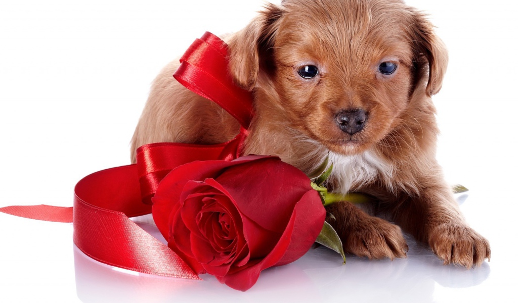 Щенок с бантом и розой