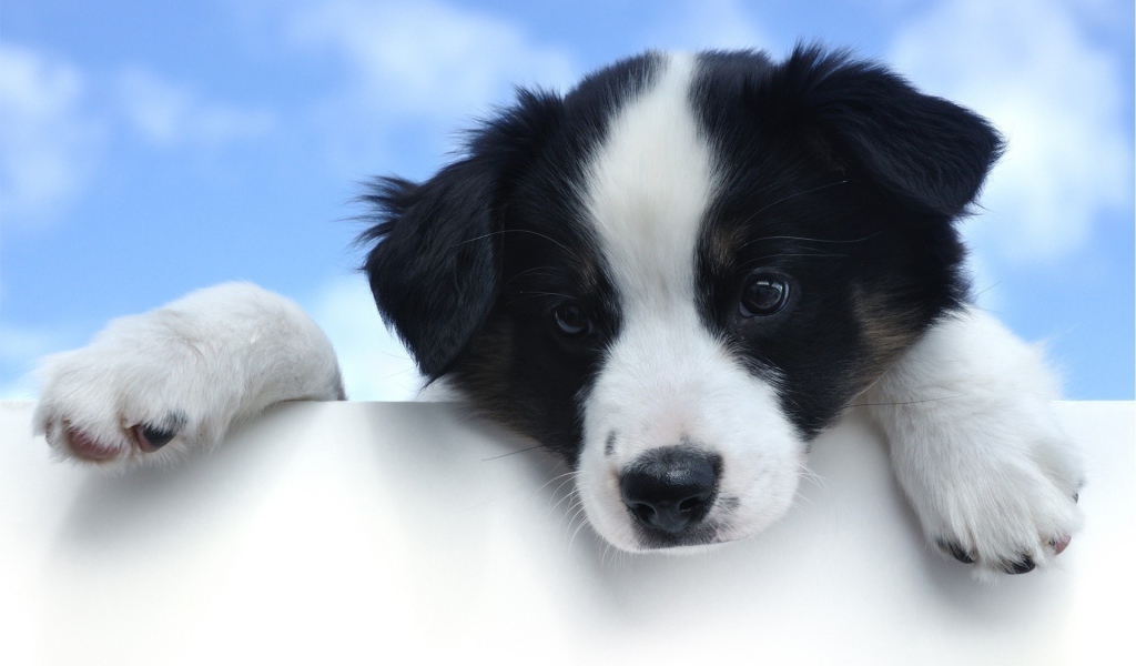 Щенок с белой мордой