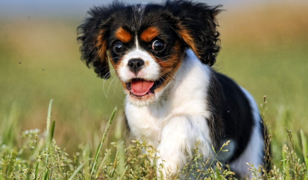 Щенок с пушистыми ушами