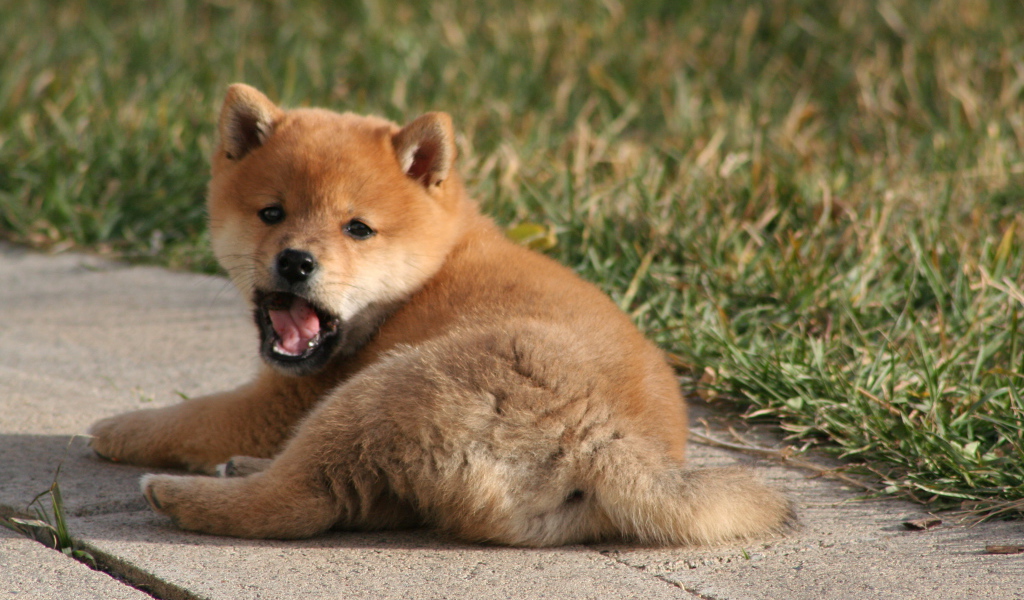 Щенок зевает