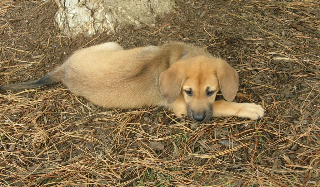 Породистый щенок чинук
