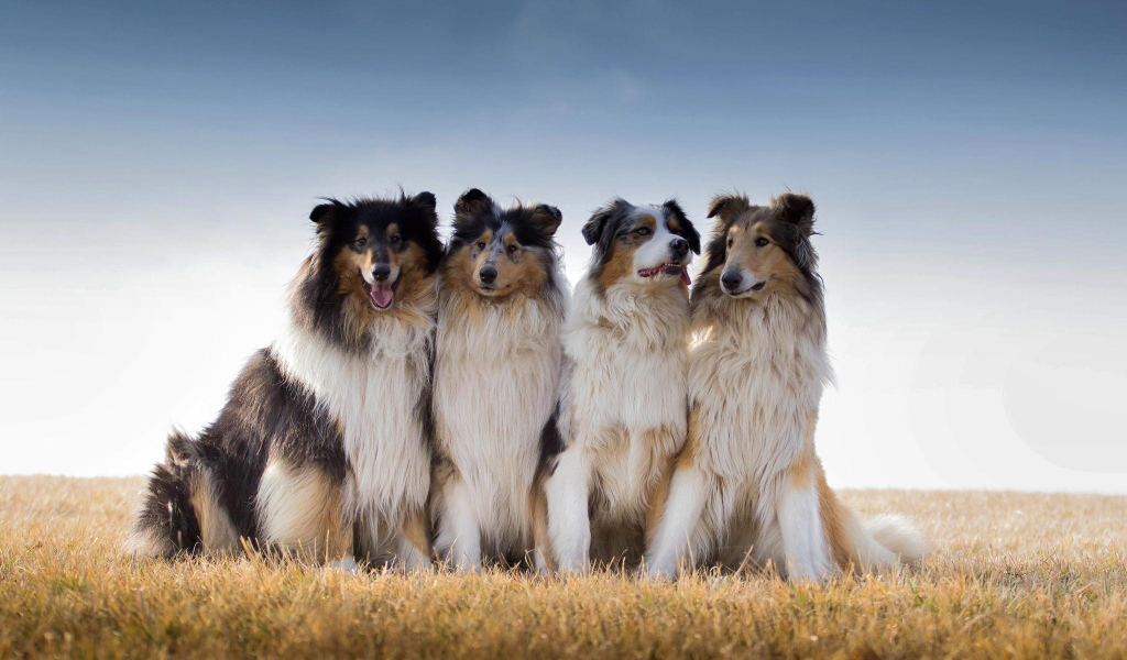 Квартет собак породы колли