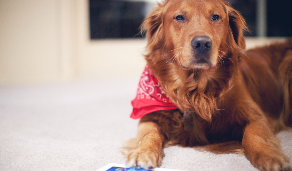 Рыжая собака с планшетом