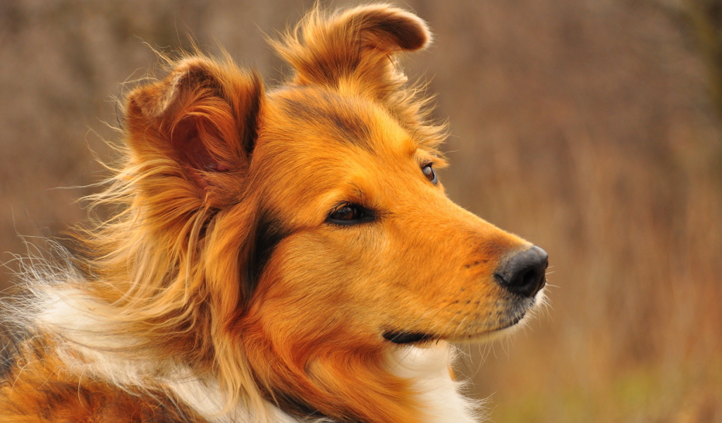 Рыжая собака колли