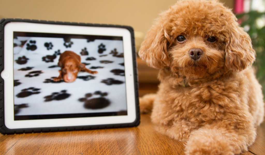 Pыжый щенок с картиной