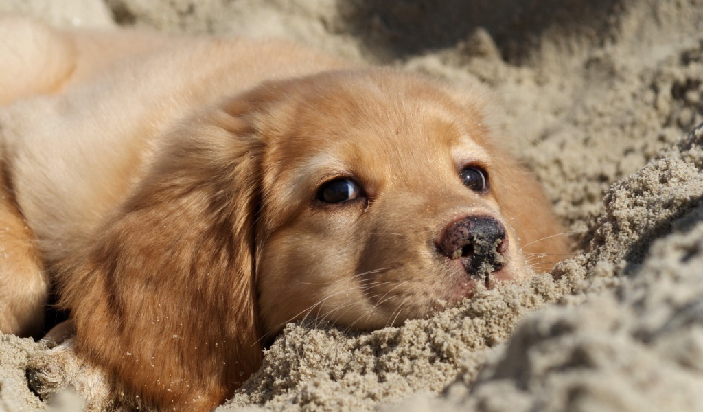 Ретривер в песке