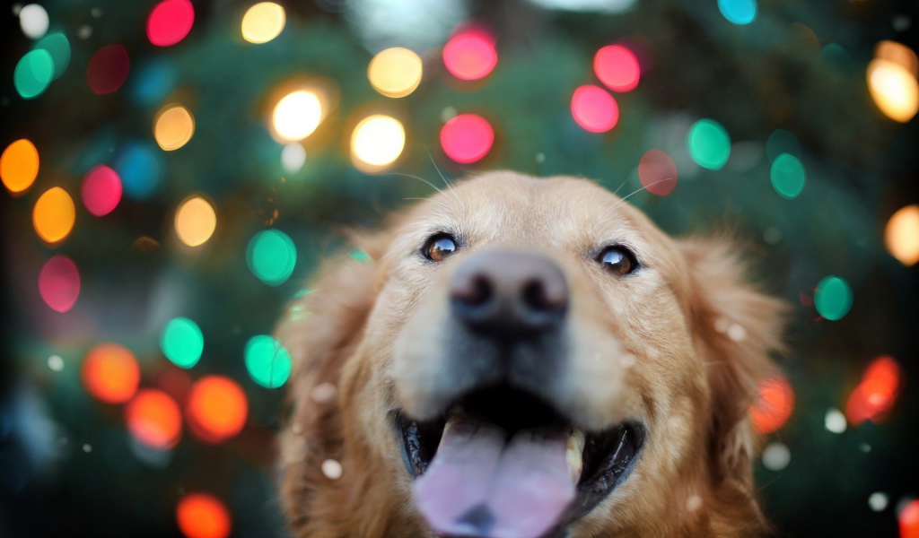 Ретривер на фоне огней