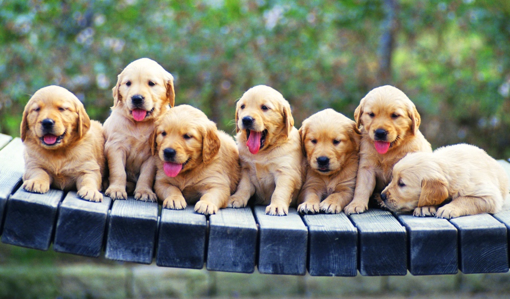 Щенки ретривера на лавке