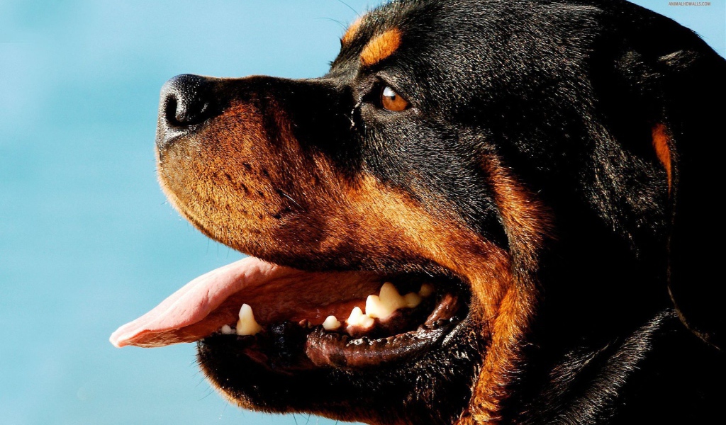 Ротвейлер на фоне неба
