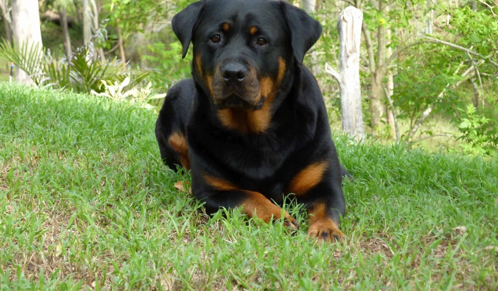 Собака ротвейлер в весеннем лесу