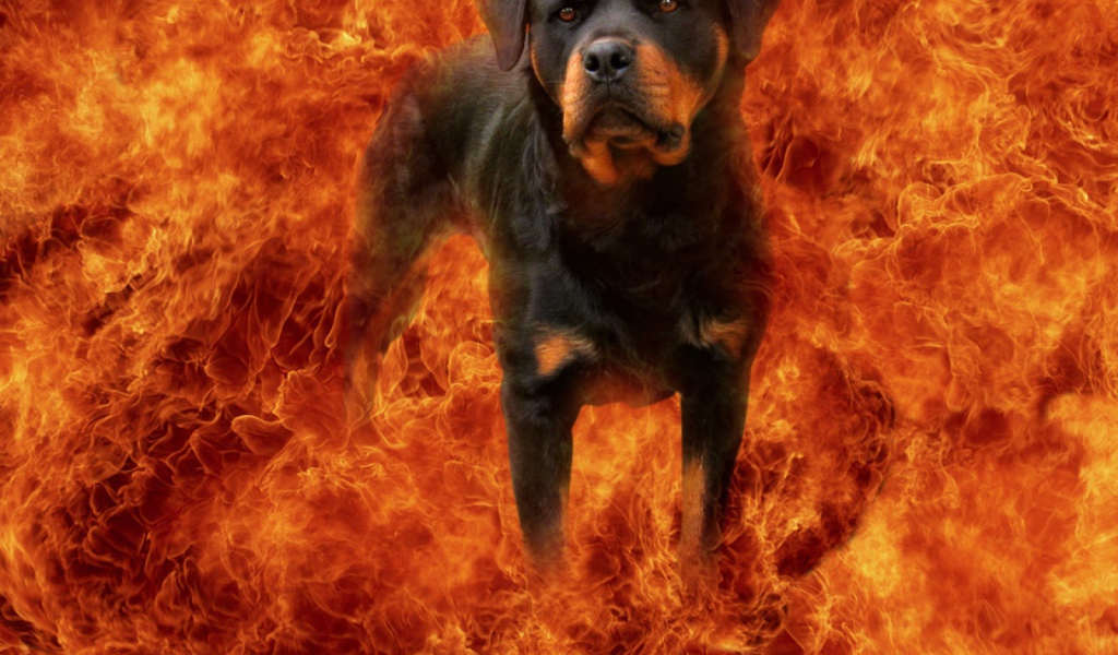 Ротвейлер в огне