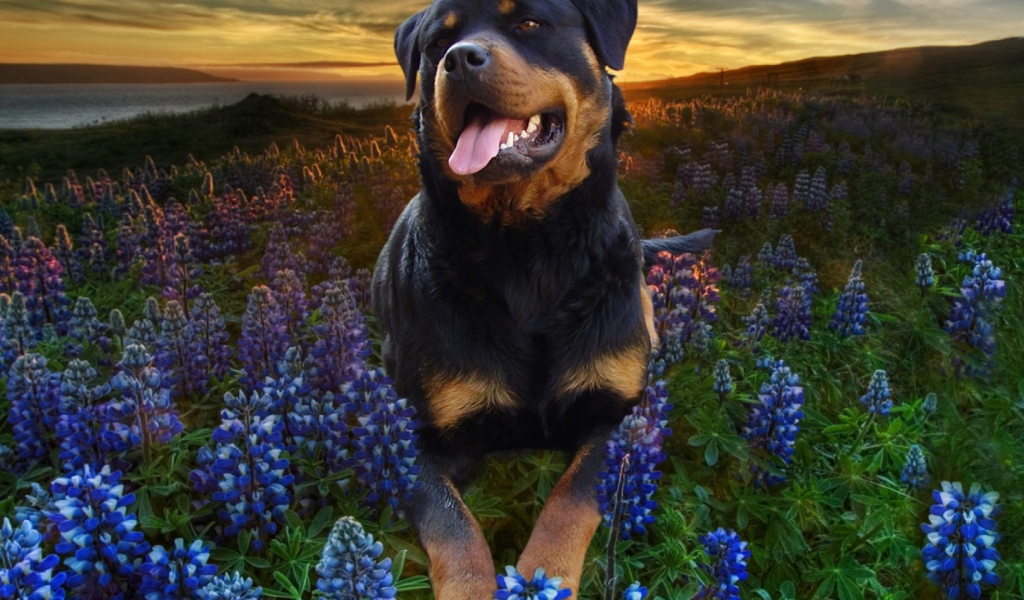 Ротвейлер в цветах