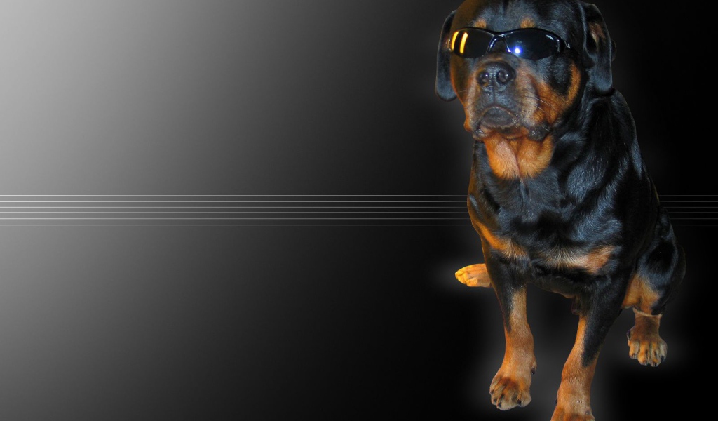 Ротвейлер в очках