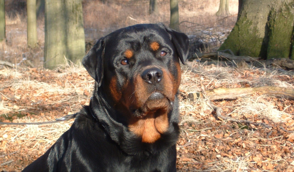 Ротвейлер в лесу