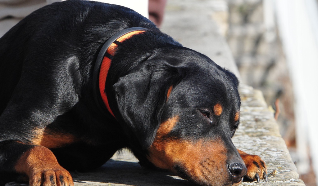 Ротвейлер смотрит прищурившись