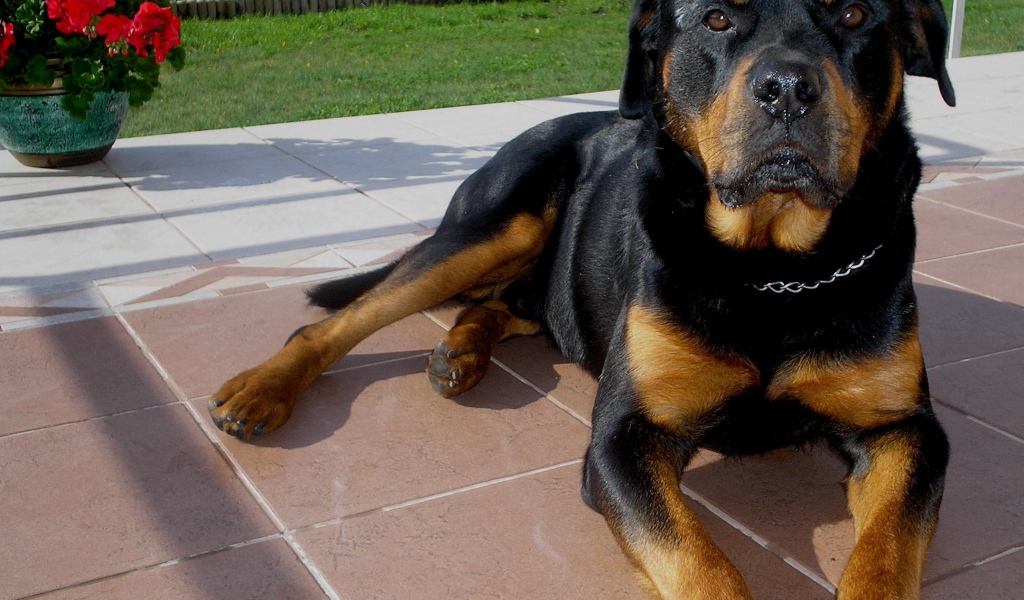 Rottweiler lying on the porch