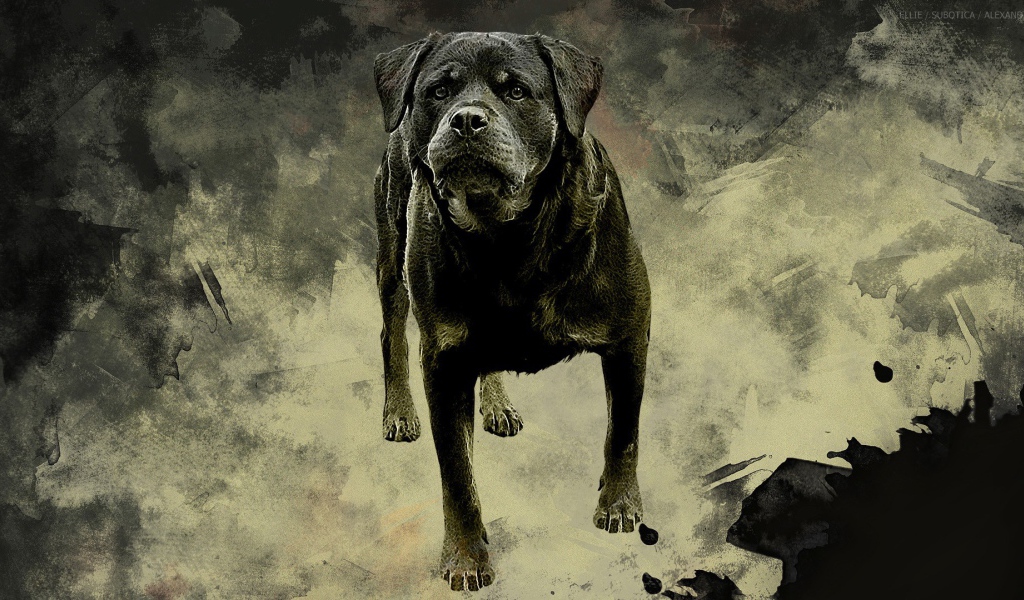 Ротвейлер на сером фоне