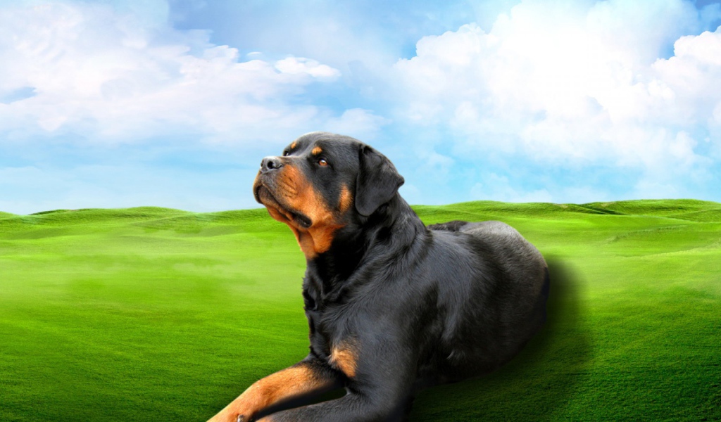 Ротвейлер на зеленом поле