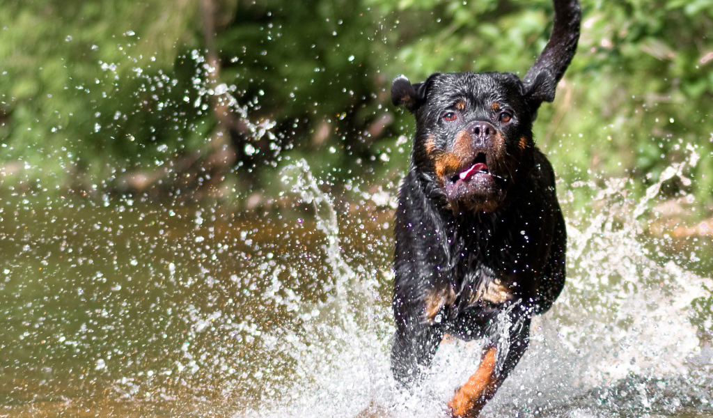 Ротвейлер бежит по воде