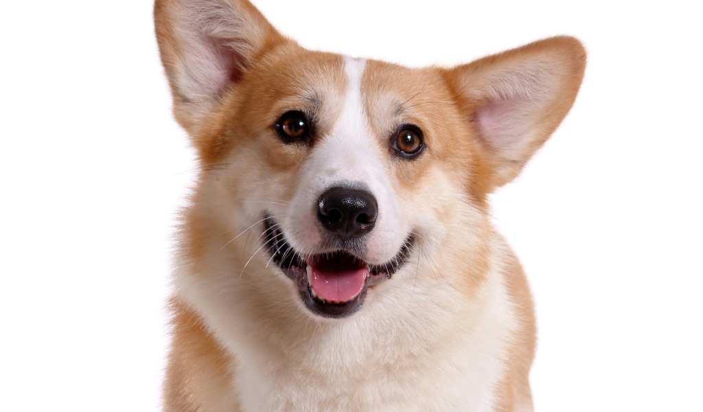 Королевский пес вельш-корги